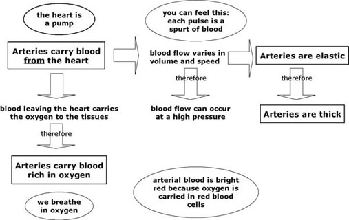 blood flow graphic
