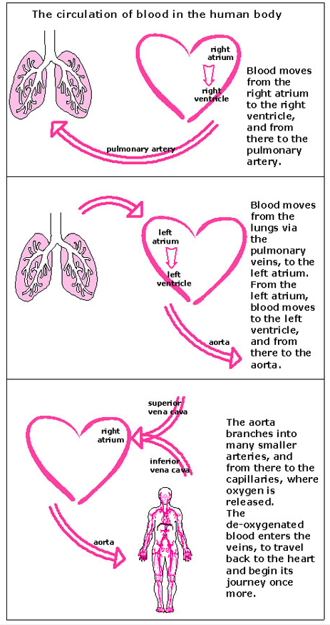 血液循环多图像