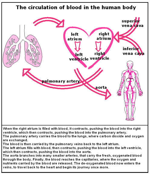 血液循环单一图像