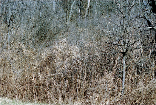 豆薯藤蔓在初冬时节覆盖在灌木丛上。这是在最佳收获时间找到这种植物的方式。