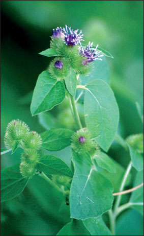 开花的普通牛蒡。注意紧密聚集的刺球,其中一些是无柄的。照片由Glenn Schmukler拍摄
