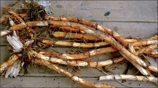 成熟健康的普通香蒲根茎，秋季采收